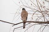 falcon Bosque Del Apache Dec 2018